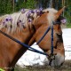 Käsintehty hevostarra