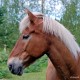 Käsintehty hevostarra